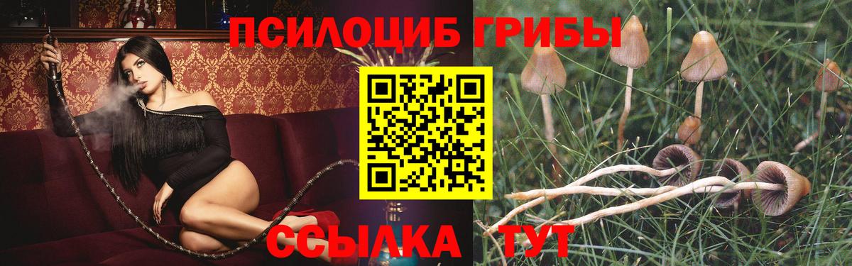 Псилоцибиновые грибы MAGIC MUSHROOMS  Псилоцибиновые грибы GOLDEN TEACHER  Знаменск  Вход с VPN 